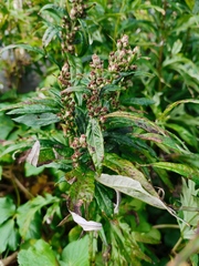 Artemisia vulgaris kamtschatica