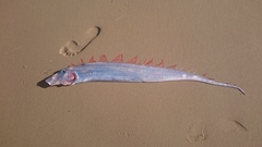 Trachipterus jacksonensis