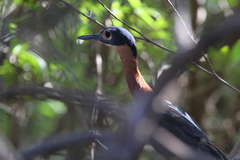 Gorsachius leuconotus