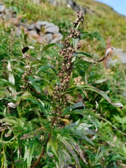Artemisia vulgaris kamtschatica