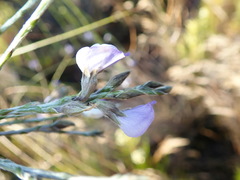 Psoralea pullata