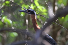 Gorsachius leuconotus