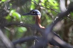 Gorsachius leuconotus