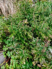 Artemisia vulgaris kamtschatica