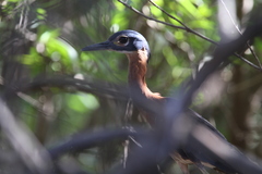 Gorsachius leuconotus