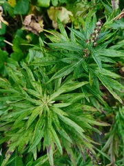 Artemisia vulgaris kamtschatica