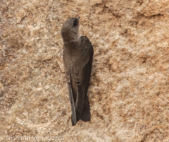 Ptyonoprogne concolor