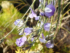 Psoralea pullata