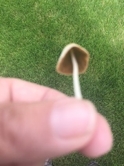 Conocybe