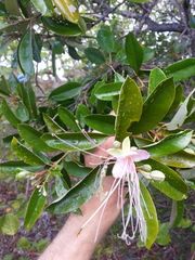 Capparis cynophallophora