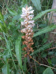 Orobanche picridis