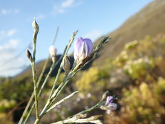 Psoralea pullata