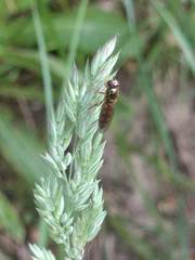 Platycheirus clypeatus