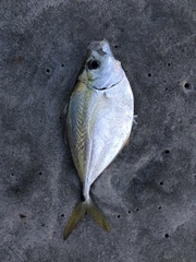 Chloroscombrus chrysurus