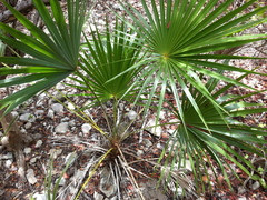 Coccothrinax alta