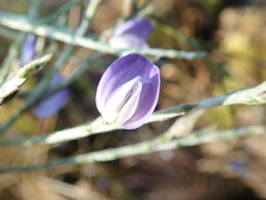 Psoralea pullata