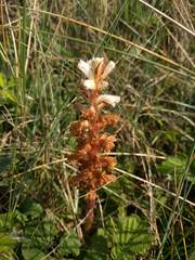 Orobanche picridis