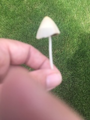 Conocybe