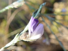 Psoralea pullata