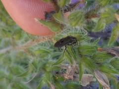 Graptopeltus lynceus