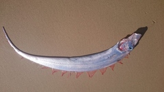 Trachipterus jacksonensis