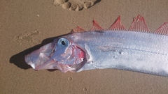 Trachipterus jacksonensis