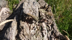 Zootoca vivipara