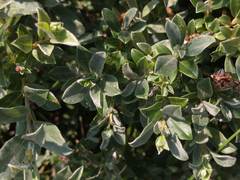 Salix repens