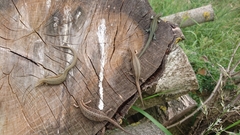 Zootoca vivipara