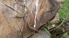 Zootoca vivipara