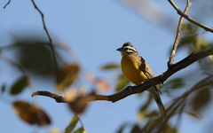 Emberiza affinis