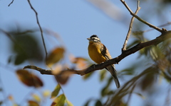 Emberiza affinis