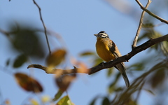Emberiza affinis