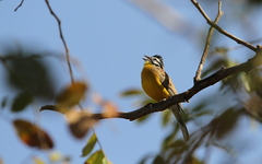 Emberiza affinis