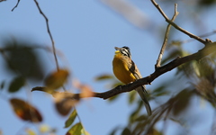 Emberiza affinis