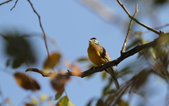 Emberiza affinis