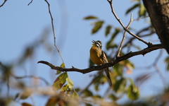 Emberiza affinis
