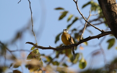 Emberiza affinis