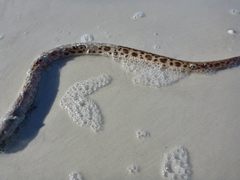 Echiophis intertinctus