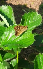 Pararge aegeria