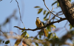Emberiza affinis