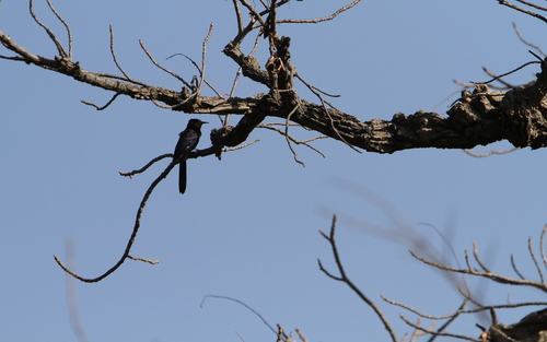 Black Scimitarbill (Rhinopomastus aterrimus)