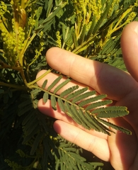Acacia irrorata