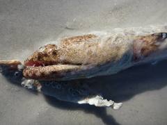 Echiophis intertinctus