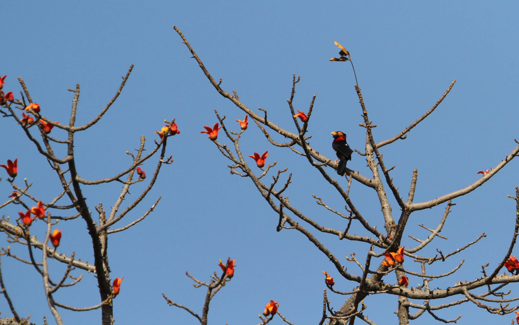 Bearded Barbet illustration