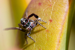 Maratus leo