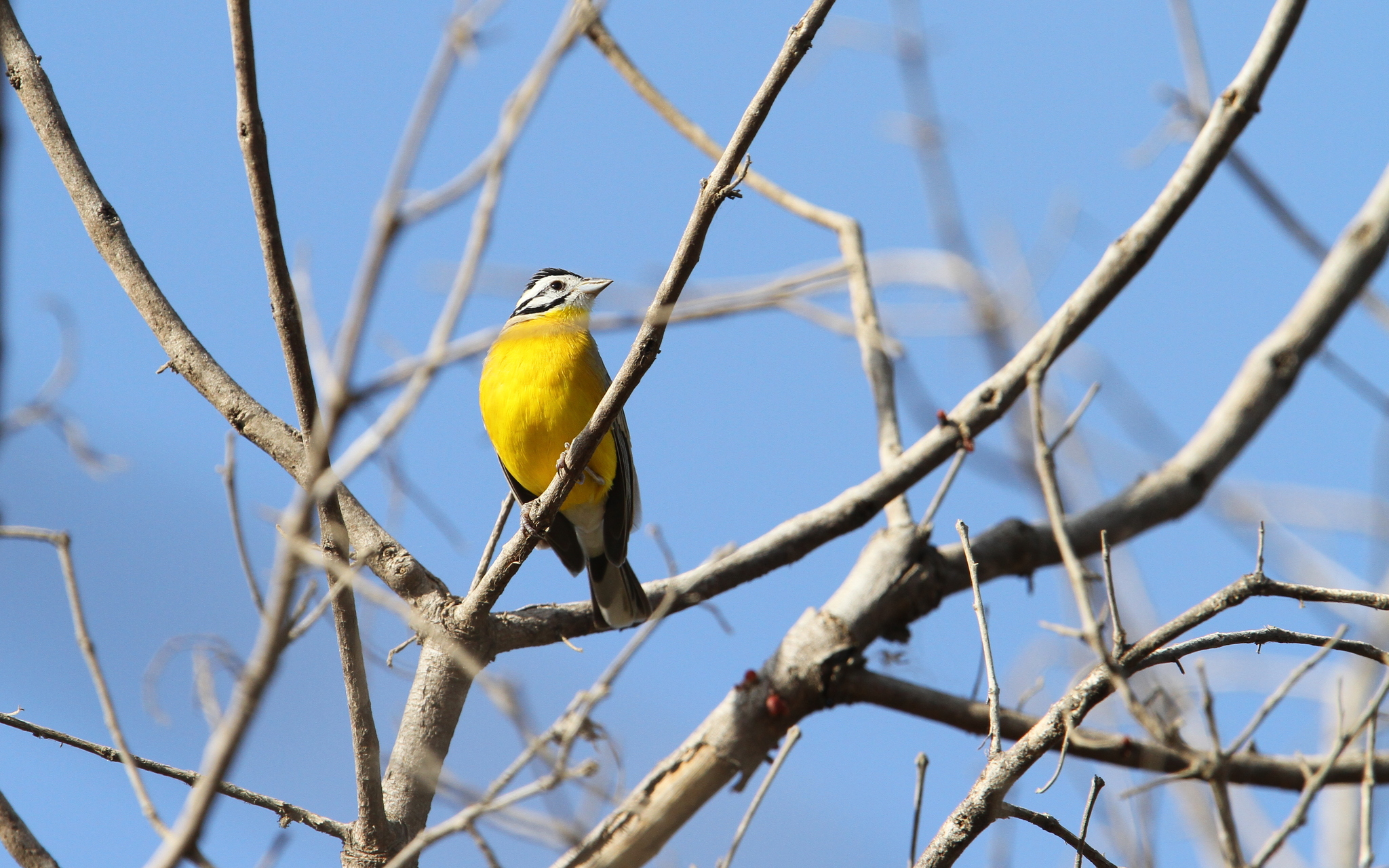 Brown-rumped Bunting (Emberiza affinis), photo 9
