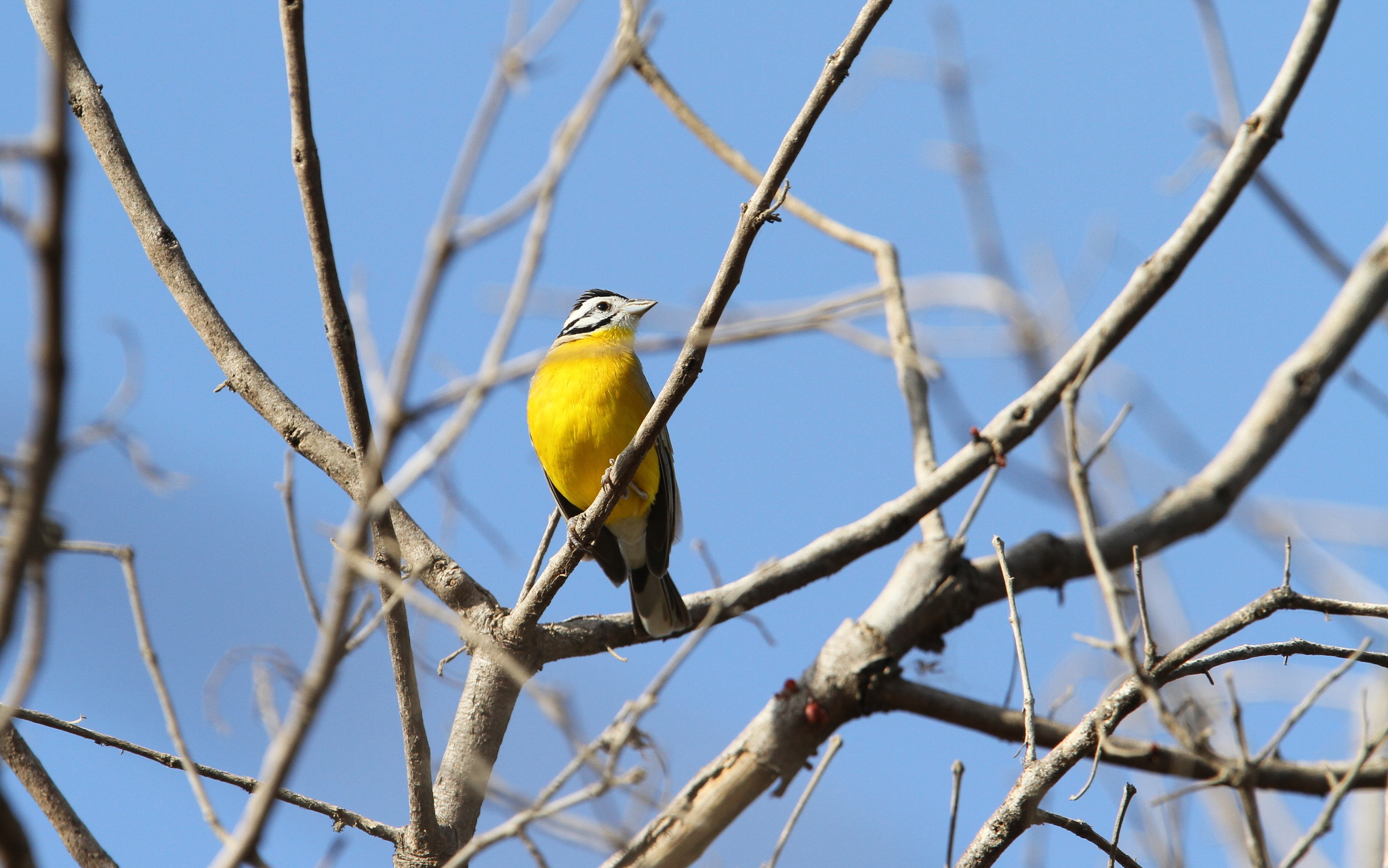 Brown-rumped Bunting (Emberiza affinis), photo 10