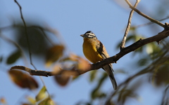 Emberiza affinis