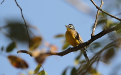 Emberiza affinis